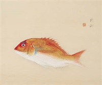 Bream | 鯛